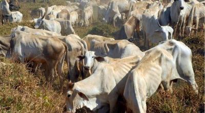 Com estiagem, carne bovina fica mais cara e eleva custo de vida em SP