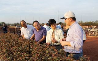 Eucalipto Brasil começa a funcionar em outubro em Andradina