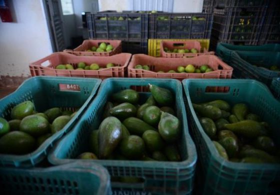 Preços das frutas, dos legumes e pescados perdem força na Ceagesp em março