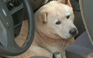 Dono de cão que estava em carro furtado resgata animal em delegacia