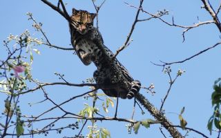 Jaguatiricas invadem condomínio de chácaras em Castilho