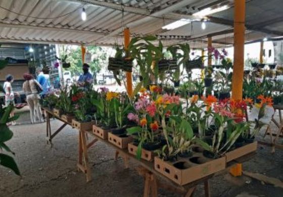 Feira de orquídeas em Araçatuba