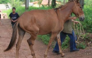 Homem que obrigava burro a puxar carroça com a perna quebrada é preso em Goiás