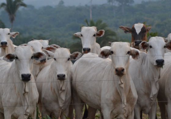 Preço do Boi gordo aumenta devido à retomada das exportações de carne