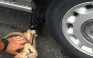 Gatinho "ajuda" a trocar pneu e vira hit