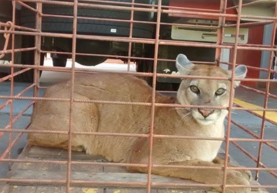 Onça parda é encontrada dentro de residência em Santa Fé do Sul