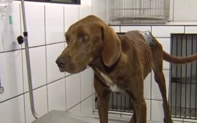 Cachorro é encontrado baleado em supermercado de Araçatuba