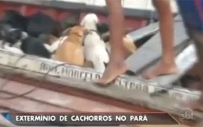 Prefeitura de cidade do Pará dá R$ 5 a quem matar cães