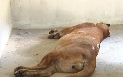 "Anestésico é sempre fator de risco", diz veterinário sobre morte de onça