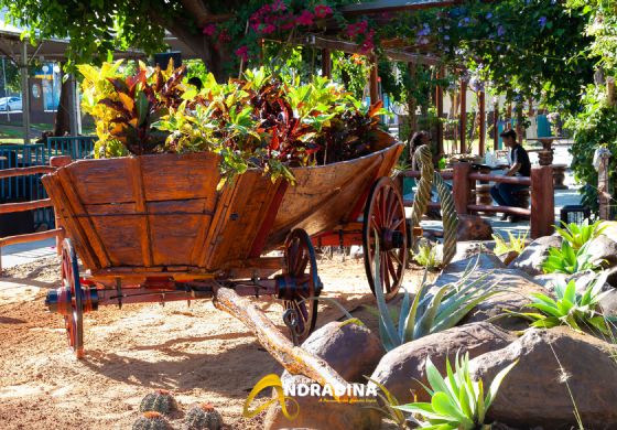 Inauguração de jardim desértico revitalizado marca atração turística em Andradina