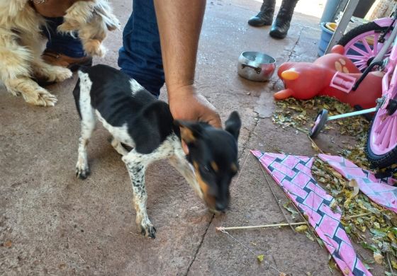 Mulher é presa por maus tratos a animais em Andradina