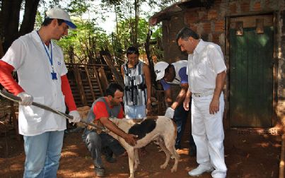 Campanha antirrábica alerta para vacinação em gatos em Andradina