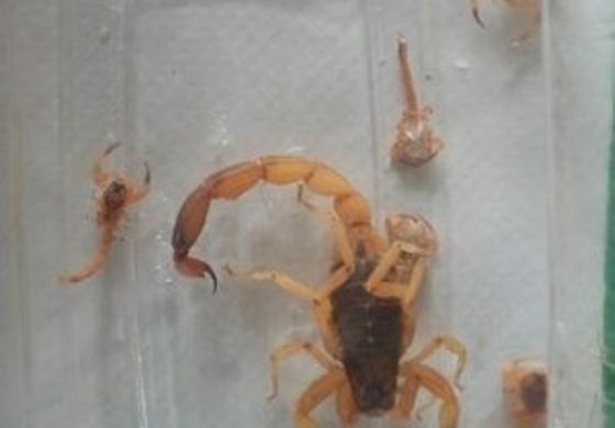 Moradores reclamam do surgimento de escorpiões em Pereira Barreto