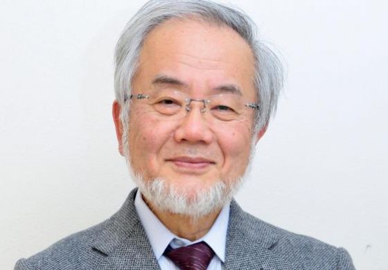 Japonês que pesquisou autofagia leva Nobel de Medicina