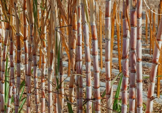 Clima e redução na área plantada resultam em queda da cana em SP