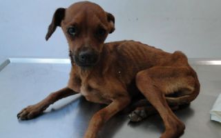 Cachorro é resgatado de buraco na parede em Osasco 