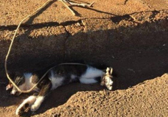 Gato é encontrado morto e com as patas amarradas em terreno