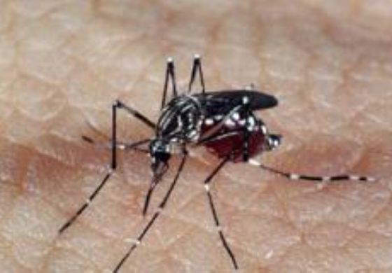 CTNBio autoriza terceira fase de testes da vacina contra dengue