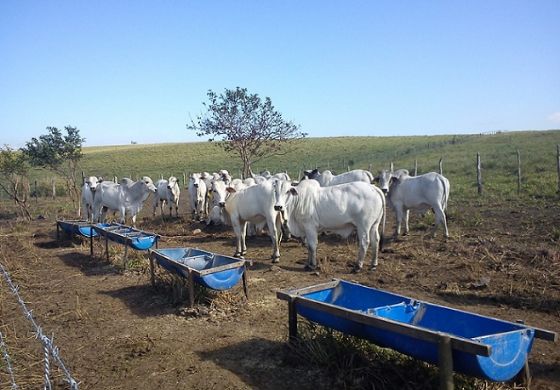 Pequena propriedade pode ter resultado de “gente grande” com semiconfinamento