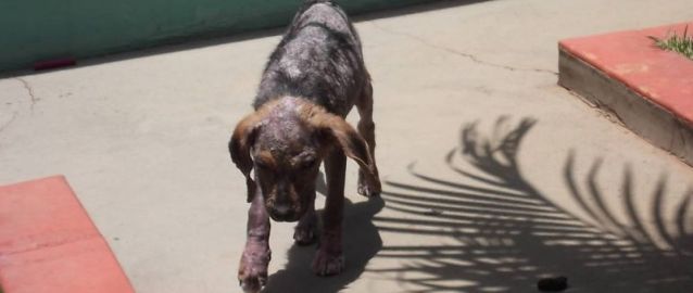 Cão se recupera e vira símbolo