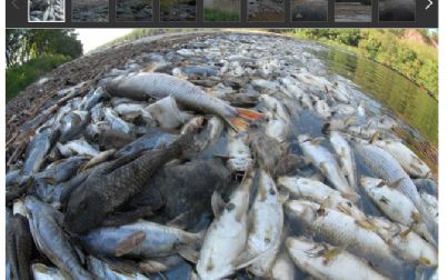 Milhares de peixes mortos são retirados do rio Piracicaba, no interior de SP