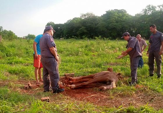 Égua maltratada é resgatada, mas não resiste; dono é multado em Andradina