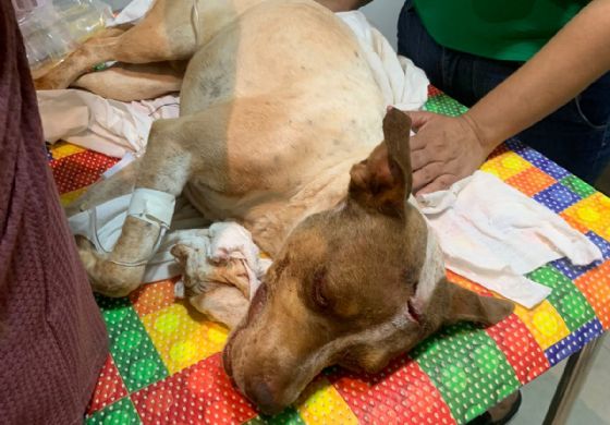 Cachorro é “surrado” e deixado para morrer na Vila Mineira