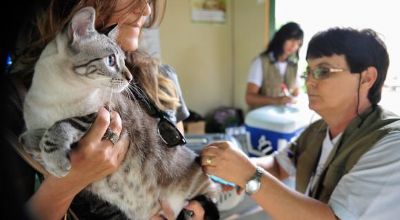 Pet shops terão de manter veterinário para inspeções diárias