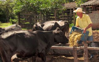 Criadores de gado estão de olho na estiagem em Andradina