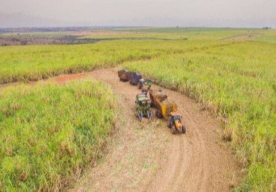 Usina Santa Adélia: Oportunidades em Pereira Barreto