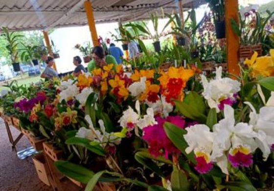 Feira de Orquídeas em Araçatuba