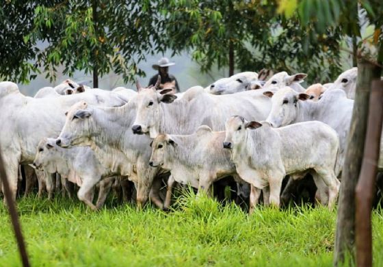 Campanha de vacinação contra a febre aftosa e brucelose em Araçatuba