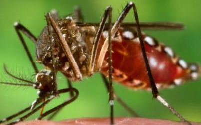 Cientistas discutem uso de mosquitos transgênicos para reduzir dengue e malária