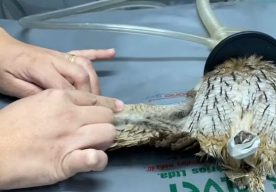 Implante de penas ajuda na recuperação de animais silvestres