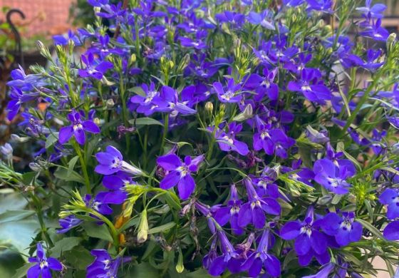 Descubra a Beleza Natural com a Floricultura Ishida Casa e Jardim: Seu Destino para Vasos, Plantas e Paisagismo de Excelência