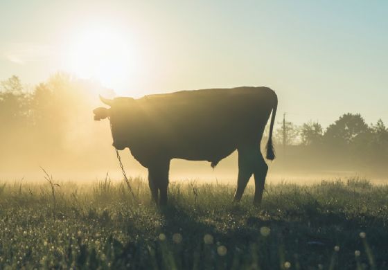 Boi: valores da arroba e da carne se estabilizam em agosto