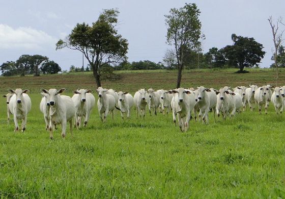 Agronegócio inicia Programa de Inseminação Artificial para pequenos produtores de Três Lagoas