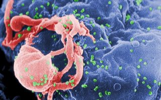 Proteína pode frear multiplicação do HIV 