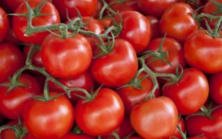 Tomate lábios de mel é a nova cultivar da Embrapa	