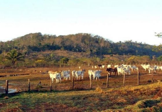 Cobertura de vacina contra aftosa atinge 98% da meta nacional