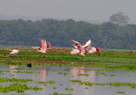  Pantanal Paulista e  o Salão Paulo de Turismo