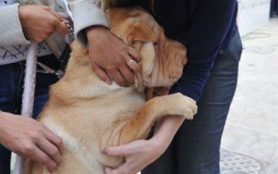 Bairros de Andradina  tem vacinação em cães e gatos