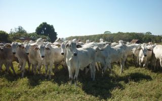 Pesquisadores da APTA  participam de dia de campo 