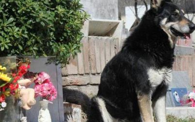 Cachorro vive perto do túmulo de seu dono há seis anos