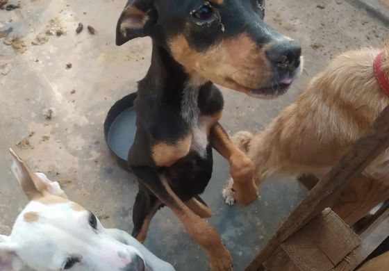 Cães são encontrados em situação de maus-tratos em bairro de Andradina