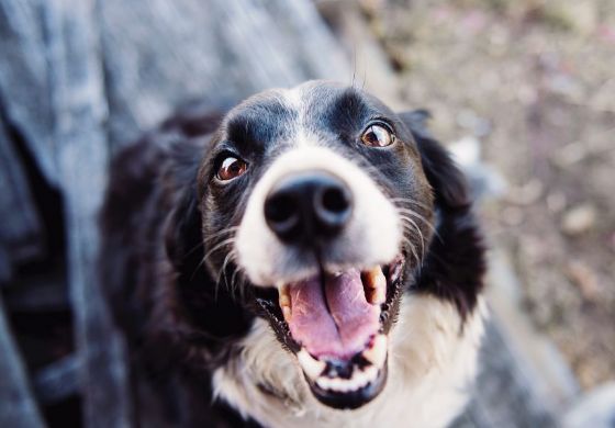 Coronavírus faz adoções de pets aumentarem nos EUA