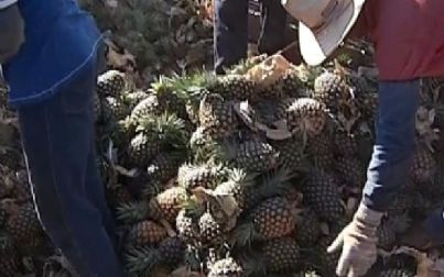 Produtores de abacaxi de Guaraçaí, comemoram boa produtividade