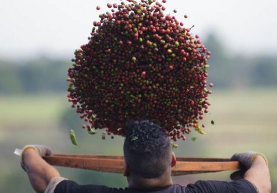 Com alta na produção em cápsula, setor cafeeiro espera crescer 2% em 2015