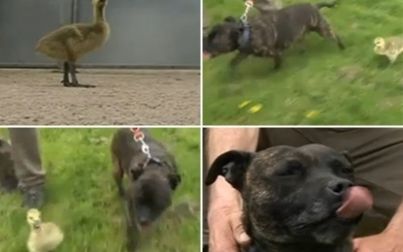 Na Inglaterra, ganso abandonado "adota" cadela bull terrier como mãe