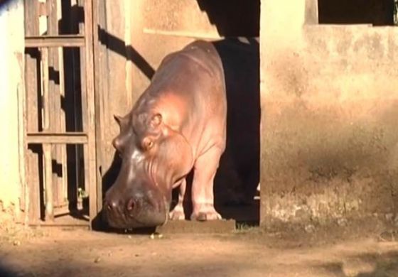 Hipopótamo é encontrado morto no zoológico de Araçatuba